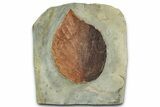 Colorful Fossil Leaf (Beringiaphyllum) - Montana #351967-1